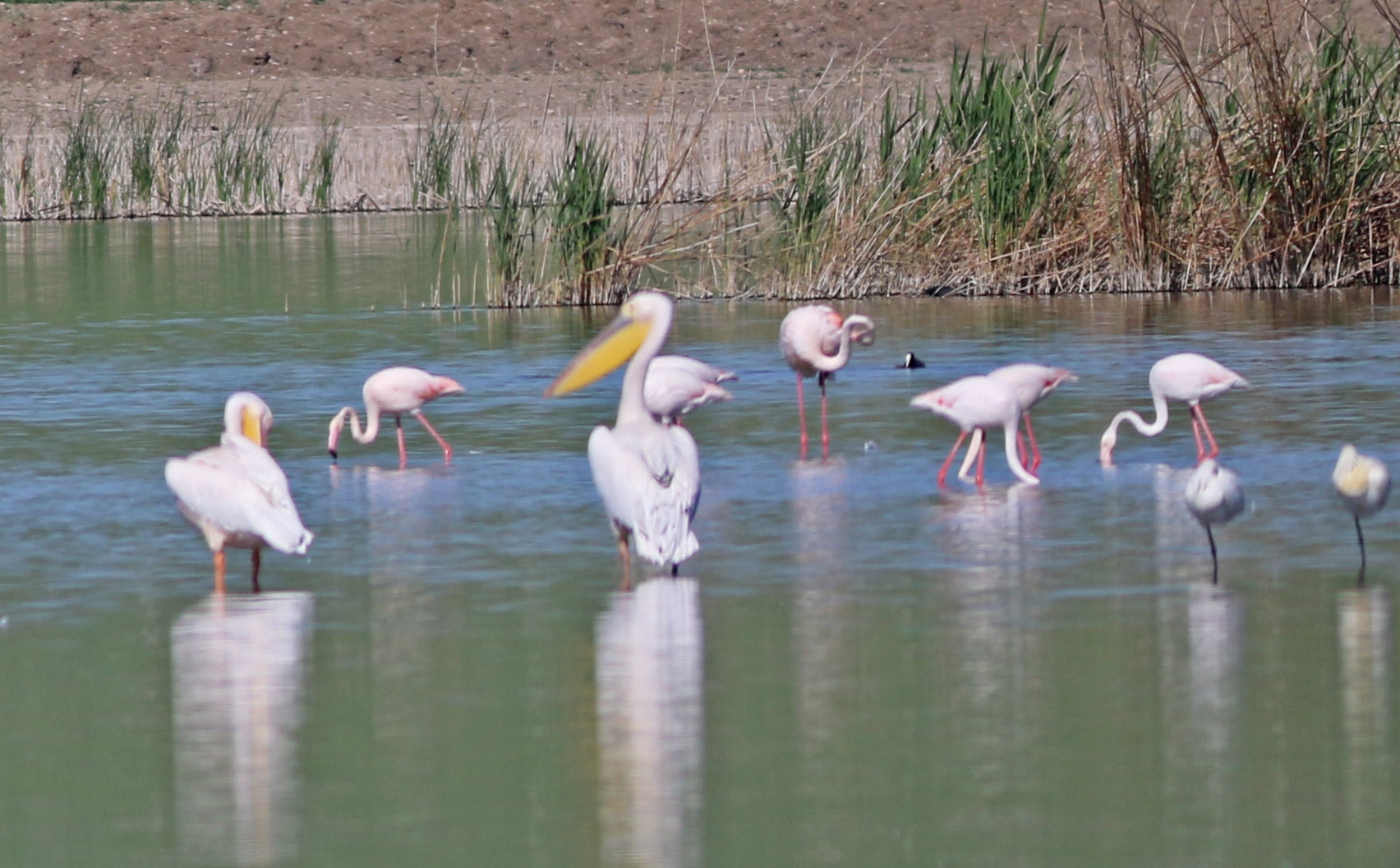 Great White Pelican